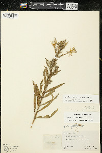 Oenothera oakesiana image