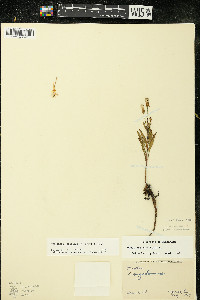 Oenothera oakesiana image