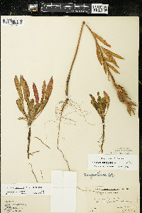 Oenothera oakesiana image