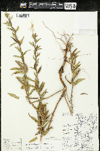 Oenothera oakesiana image