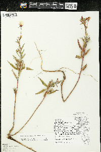 Oenothera oakesiana image