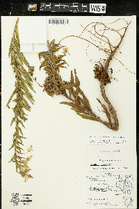 Oenothera oakesiana image