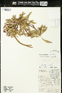 Oenothera oakesiana image