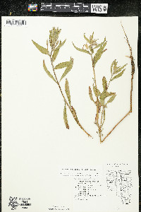 Oenothera oakesiana image