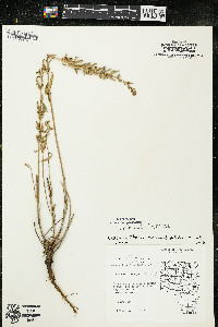 Oenothera clelandii image