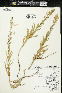 Oenothera clelandii image