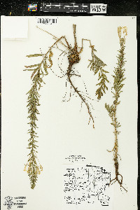 Oenothera clelandii image