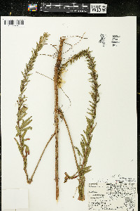 Oenothera clelandii image