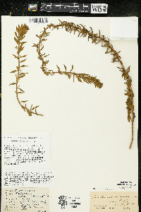 Oenothera clelandii image