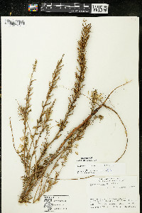 Oenothera clelandii image