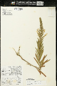 Oenothera clelandii image