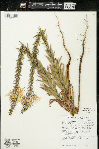 Oenothera clelandii image