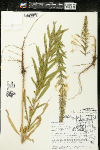 Oenothera clelandii image