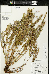 Oenothera clelandii image