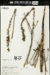 Oenothera clelandii image