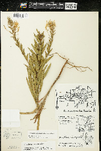 Oenothera clelandii image