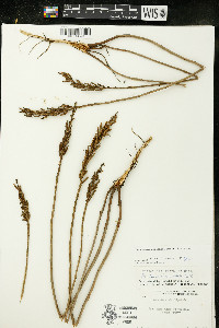 Oenothera clelandii image