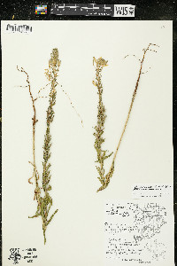 Oenothera clelandii image