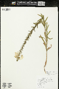 Oenothera clelandii image
