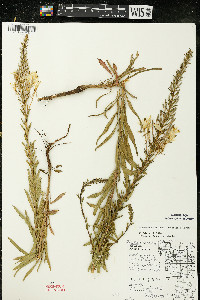 Oenothera clelandii image