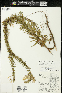 Oenothera clelandii image