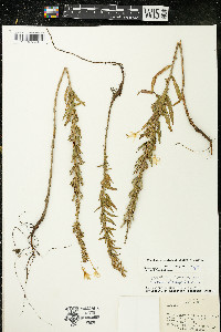 Oenothera clelandii image