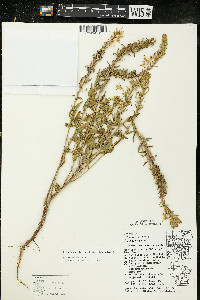 Oenothera clelandii image