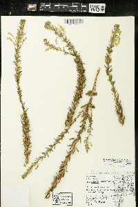 Oenothera clelandii image