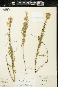 Oenothera clelandii image