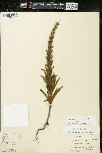 Oenothera clelandii image