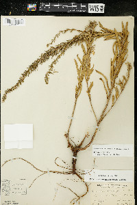 Oenothera clelandii image