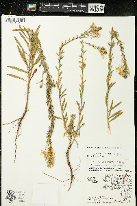 Oenothera clelandii image