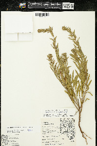 Oenothera clelandii image