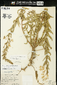 Oenothera clelandii image