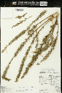 Oenothera clelandii image