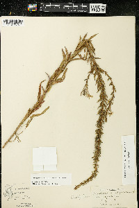 Oenothera clelandii image