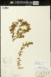 Oenothera clelandii image