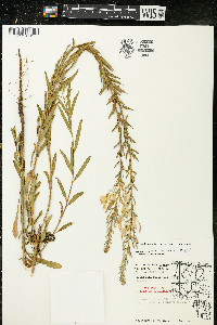 Oenothera clelandii image