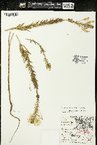 Oenothera clelandii image