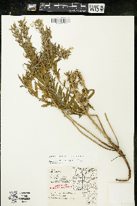 Oenothera clelandii image