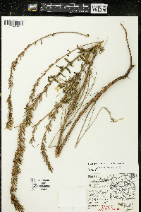 Oenothera clelandii image