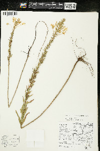 Oenothera clelandii image