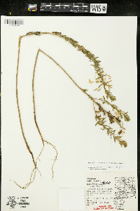 Oenothera clelandii image