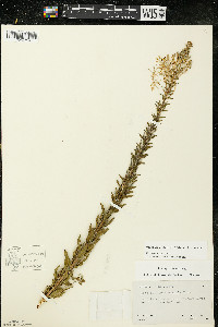 Oenothera clelandii image