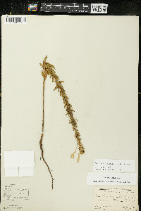 Oenothera clelandii image