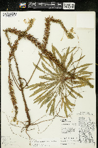 Oenothera clelandii image