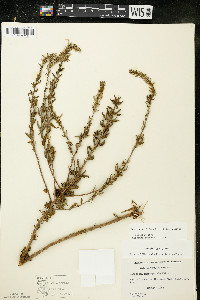 Oenothera clelandii image