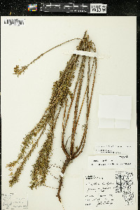 Oenothera clelandii image