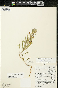 Oenothera clelandii image