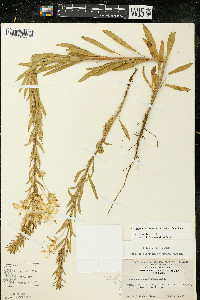 Oenothera clelandii image